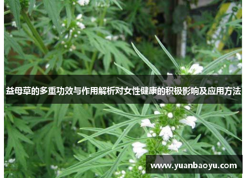益母草的多重功效与作用解析对女性健康的积极影响及应用方法