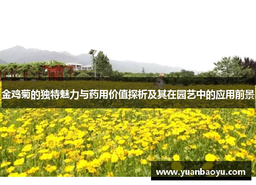 金鸡菊的独特魅力与药用价值探析及其在园艺中的应用前景