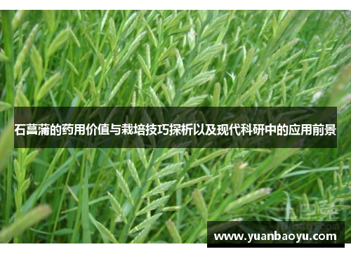 石菖蒲的药用价值与栽培技巧探析以及现代科研中的应用前景 石菖蒲的药用价值与栽培技巧探析以及现代科研中的应用前景