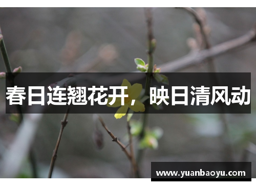 春日连翘花开，映日清风动